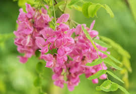 Rosa Mischung Acacia mehrjährig Blumensamen zur Aussaat Landhaus Garten wichtig Traditionssorte & ohne Gentechnik Samen Hausgarten