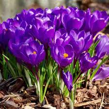 Blau Crocus Blumensamen – Bestäuber freundlich Traditionssorte & ohne Gentechnik Samen Hausgarten