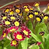 Aurikel Blumensamen zur Aussaat – leuchtend – Traditionssorte & ohne Gentechnik Samen Hausgarten