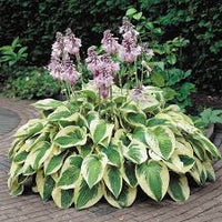 Hosta Lilie Blumensamen zur Aussaat – Landhaus Garten wichtig – Traditionssorte & ohne Gentechnik Samen Hausgarten