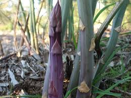 Lila Asparagus Samen  Perfect zum Pflanzen