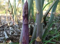 Lila Asparagus Samen  Perfect zum Pflanzen