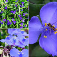 Blau Tradescantia Blumensamen zur Aussaat – lang Blüte Saison – Traditionssorte & ohne Gentechnik Samen Hausgarten