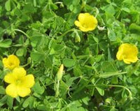 Gelb Braun Sauerklee Blumensamen zur Aussaat Schnitt Blume beliebt Traditionssorte & ohne Gentechnik Samen Hausgarten