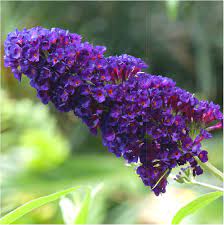 Sommerflieder Samen zur Aussaat Buddleja Davidii Schmetterling Garten Blume border