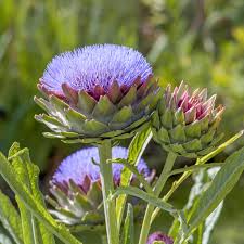 Violett Cardunculus Blumensamen zur Aussaat – Garten beliebt – Traditionssorte & ohne Gentechnik Samen Hausgarten
