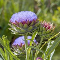 Violett Cardunculus Blumensamen zur Aussaat – Garten beliebt – Traditionssorte & ohne Gentechnik Samen Hausgarten