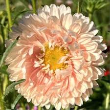 Weiß Orange China Aster Blumensamen zur Aussaat leuchtend Blüten Traditionssorte & ohne Gentechnik Samen Hausgarten
