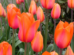 Orange Rosa Tulpe Blumensamen zur Aussaat lang Blüte Saison Traditionssorte & ohne Gentechnik Samen Hausgarten