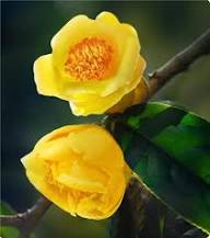 Golden Kamelie Blumensamen zur Aussaat – hochwertige Qualitäts- Samen für Ihren Garten