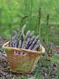 Lila Asparagus Samen  Perfect zum Pflanzen