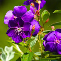 Lila Tibouchina Blumensamen zur Aussaat – Halbschatten verträglich – Traditionssorte & ohne Gentechnik Samen Hausgarten