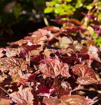 Gemischt Heuchera Micrantha Blumensamen zur Aussaat – farbenfroh Schau – Traditionssorte & ohne Gentechnik Samen Hausgarten