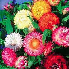 Helichrysum Italicum Blumensamen zur Aussaat – Wildblume Mischung – Traditionssorte & ohne Gentechnik Samen Hausgarten