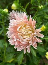Weiß Orange China Aster Blumensamen zur Aussaat leuchtend Blüten Traditionssorte & ohne Gentechnik Samen Hausgarten