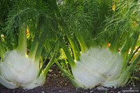 Florence Fennel Gemüsesamen für einfache Aussaat