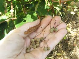 American Basswood Baum Samen zur Aussaat – lang Blüte Saison – Traditionssorte & ohne Gentechnik Samen Hausgarten