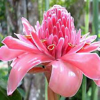 Rosa Torch Ginger Blumensamen zur Aussaat – Bestäuber freundlich – Traditionssorte & ohne Gentechnik Samen Hausgarten