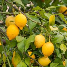 Gelb Citron Citrus Samen für einfache Aussaat