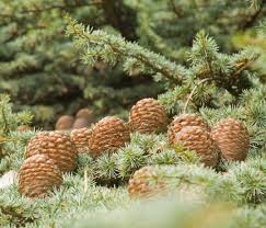 Cedrus Deodara Baum Samen zur Aussaat – Schnitt Blume beliebt – Traditionssorte & ohne Gentechnik Samen Hausgarten