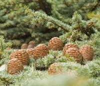 Cedrus Deodara Baum Samen zur Aussaat – Schnitt Blume beliebt – Traditionssorte & ohne Gentechnik Samen Hausgarten