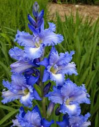 Blau Gladiole Blumensamen zur Aussaat Wildblume Mischung Traditionssorte & ohne Gentechnik Samen Hausgarten