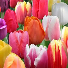 MultiColour Tulpe Blumensamen zur Aussaat leuchtend Traditionssorte & ohne Gentechnik Samen Hausgarten