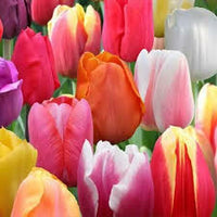 MultiColour Tulpe Blumensamen zur Aussaat leuchtend Traditionssorte & ohne Gentechnik Samen Hausgarten