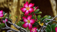 Creme Rosa Wüstenrose Blumensamen zur Aussaat – lang Blüte Saison – Traditionssorte & ohne Gentechnik Samen Hausgarten