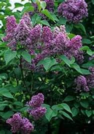 Lilac Blumensamen zur Aussaat – kompakt Wuchs – Traditionssorte & ohne Gentechnik Samen Hausgarten