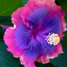 Rot Lila Hibiskus Blumensamen zur Aussaat Schnitt Blume beliebt Traditionssorte & ohne Gentechnik Samen Hausgarten