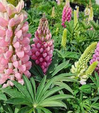 hell Rosa Lupine Blumensamen zur Aussaat duftend Blüten Traditionssorte & ohne Gentechnik Samen Hausgarten