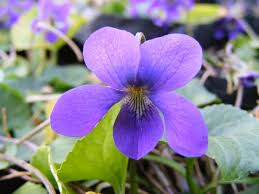 Violett Blumensamen zur Aussaat – hochwertige Qualitäts- – Traditionssorte & ohne Gentechnik Samen Hausgarten