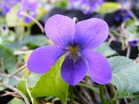 Violett Blumensamen zur Aussaat – hochwertige Qualitäts- – Traditionssorte & ohne Gentechnik Samen Hausgarten