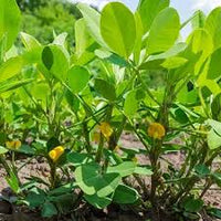 Peanut Blumensamen zur Aussaat – duftend Blüten – Traditionssorte & ohne Gentechnik Samen Hausgarten