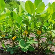 Peanut Blumensamen zur Aussaat – duftend Blüten – Traditionssorte & ohne Gentechnik Samen Hausgarten