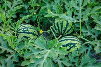 Wassermelonen Samen Sommermelonen