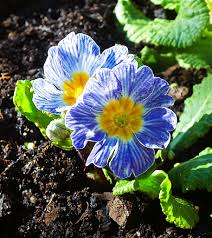Blau Weiß Primel Blumensamen zur Aussaat leuchtend Traditionssorte & ohne Gentechnik Samen Hausgarten