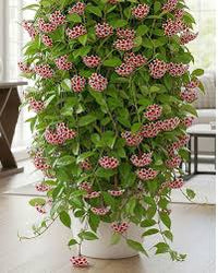Ash Hoya Blumensamen zur Aussaat leuchtend Blüten Traditionssorte & ohne Gentechnik Samen Hausgarten