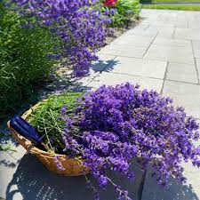hell Lavendel Succulent Blumensamen zur Aussaat Schnitt Blume beliebt Traditionssorte & ohne Gentechnik Samen Hausgarten