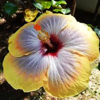 Gelb Blau Hibiskus Blumensamen Drought verträglich Traditionssorte & ohne Gentechnik Samen Hausgarten