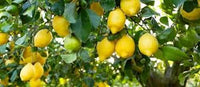 Gelb Citron Citrus Samen für einfache Aussaat