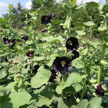 dunkel Lila Althaea Rosea Blumensamen zur Aussaat kompakt Wuchs Traditionssorte & ohne Gentechnik Samen Hausgarten