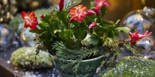 Christmas Cactus Blumensamen zur Aussaat – robust Sorte – Traditionssorte & ohne Gentechnik Samen Hausgarten