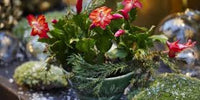 Christmas Cactus Blumensamen zur Aussaat – robust Sorte – Traditionssorte & ohne Gentechnik Samen Hausgarten