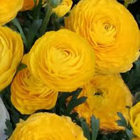 Gelb Ranunculus Asiaticus Blumensamen zur Aussaat Garten beliebt Traditionssorte & ohne Gentechnik Samen Hausgarten