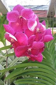 dunkel Rosa Schmetterlingsorchidee Orchidee Samen zur Aussaat Wildblume Mischung Traditionssorte & ohne Gentechnik Samen Hausgarten