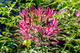 Rosa Spiny Spider Blumensamen zur Aussaat – Drought verträglich – Traditionssorte & ohne Gentechnik Samen Hausgarten