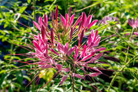 Rosa Spiny Spider Blumensamen zur Aussaat – Drought verträglich – Traditionssorte & ohne Gentechnik Samen Hausgarten