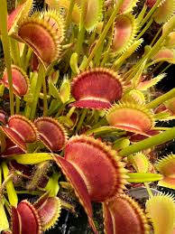 Carnivorous or Venus flytrap (Dionaea muscipula) Blumensamen zur Aussaat – leuchtend – Traditionssorte & ohne Gentechnik Samen Hausgarten